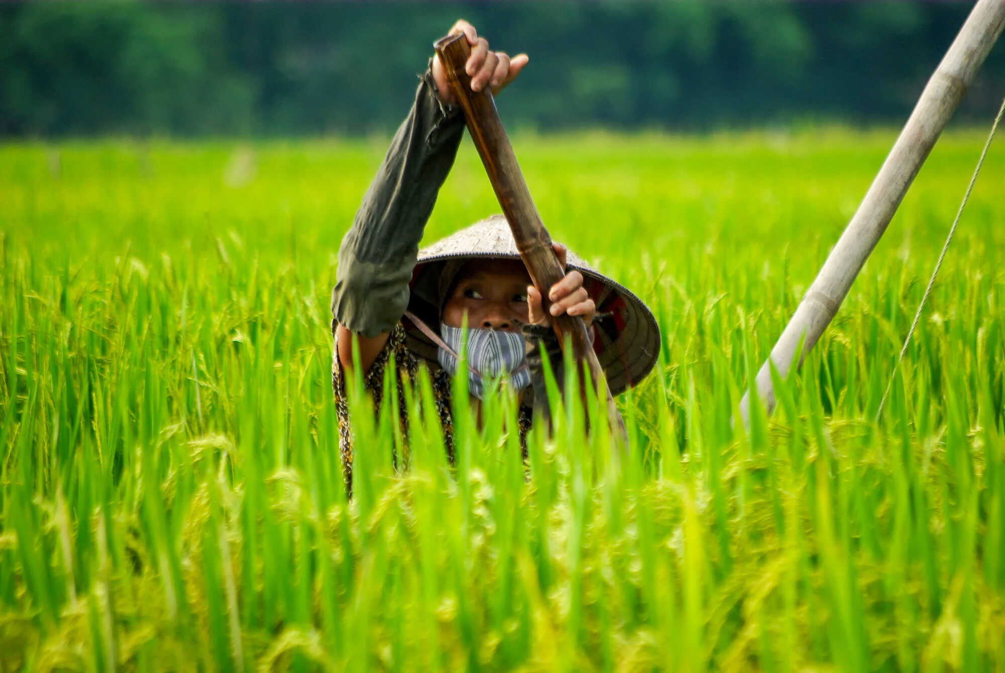 paysanne dans unchamps au Vietnam